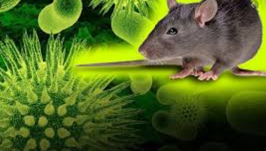Be careful !!! Another Disease Emerges In China, A Chinese Man Dies After Testing Positive For Hantavirus